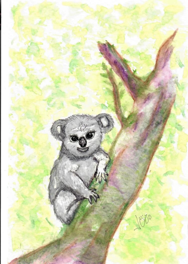 Petit koala
